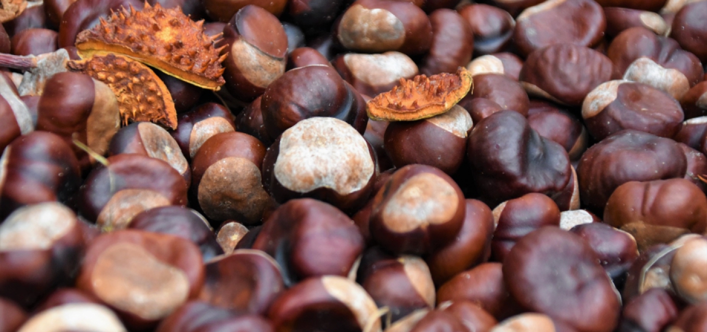 Hạt dẻ 100% từ thiên nhiên
