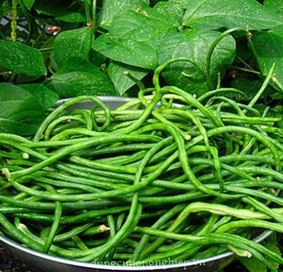 Hạt giống đậu đũa ngọt lùn