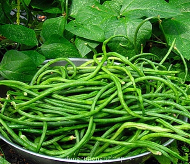 Hạt giống đậu đũa ngọt lùn