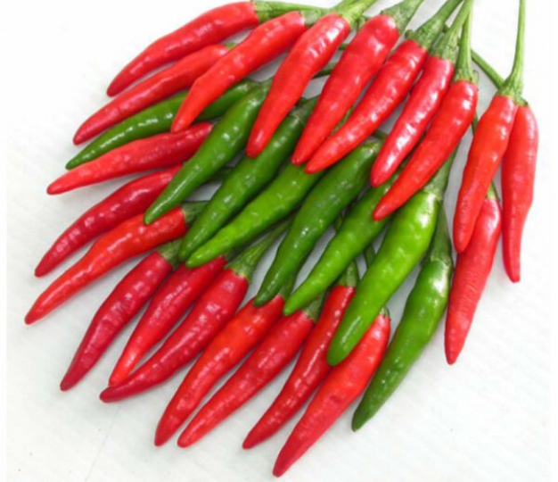 Hạt giống ớt chỉ thiên